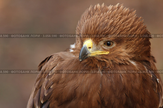 Большой подорлик. (лат. Aquila clanga) Стоковое фото, фотограф Роман Рожков / Фотобанк Лори