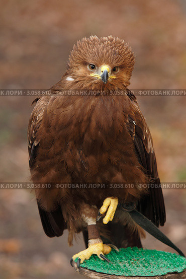 Большой подорлик. (лат. Aquila clanga) Стоковое фото, фотограф Роман Рожков / Фотобанк Лори