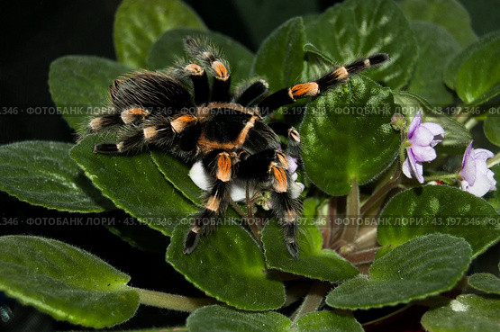 Большой пушистый мексиканский красноколленный паук птицеед Brachypelma smithi сидит на цветущей фиалке Saintpaulia. Стоковое фото, фотограф Алиса Сокол / Фотобанк Лори