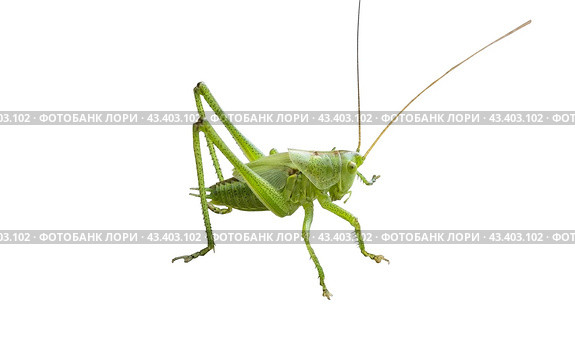 Большой зеленый кузнечик на белом фоне. Green grasshopper on a white background. Стоковое фото, фотограф Татьяна Д / Фотобанк Лори