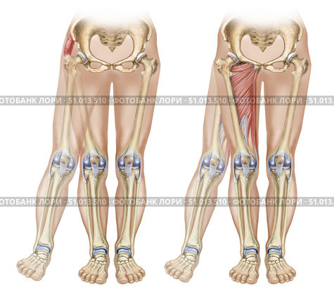 Bones and muscles showing adduction and abduction of the leg. Стоковое фото, фотограф Elise Walmsley-MacWha/Stocktrek Images / ТАСС / Фотобанк Лори