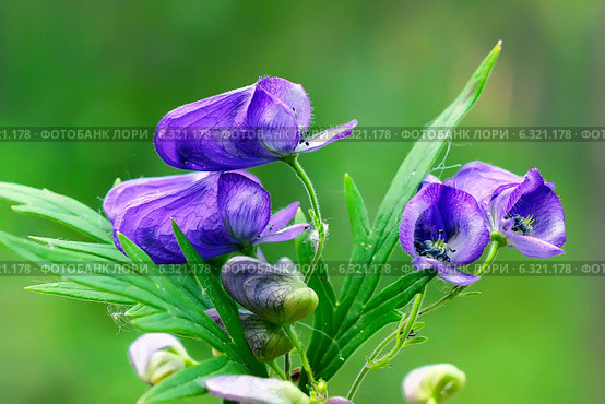 Борец или Аконит Флёрова (Aconitum flerovii) — многолетнее травянистое растение, вид рода Борец (Aconitum) семейства Лютиковые (Ranunculaceae) Стоковое фото, фотограф Евгений Мухортов / Фотобанк Лори