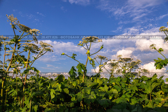 Борщевик Сосновского (лат. Heracleum sosnowskyi) Стоковое фото, фотограф Ольга Сейфутдинова / Фотобанк Лори