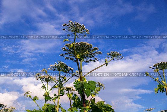Борщевик Сосновского (лат. Heracleum sosnowskyi) Стоковое фото, фотограф Ольга Сейфутдинова / Фотобанк Лори