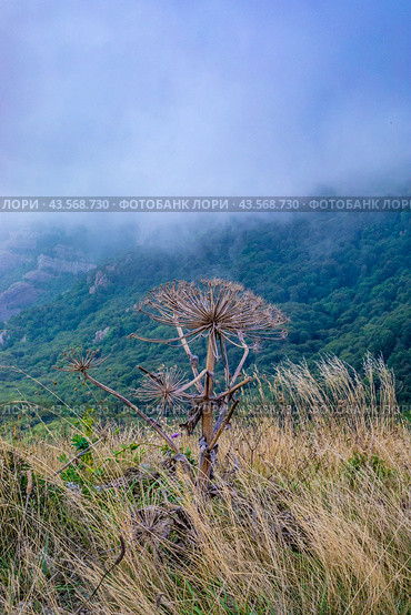 Борщевик Сосновского (лат. Heracleum sosnowskyi) Стоковое фото, фотограф Светлана Евтушенко / Фотобанк Лори