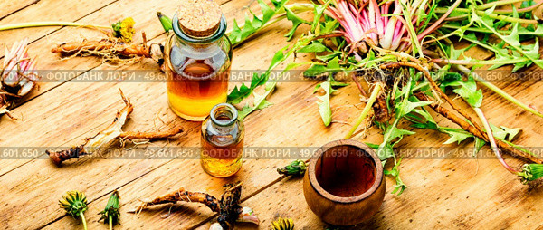 Bottle with tincture of dandelion.Taraxacum,medicinal plants.Dandelion root.. Dandelion or taraxacum in natural herbal medicine,wooden table. Стоковое фото, агентство Ingram Publishing / Фотобанк Лори