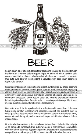 Bottled beer with wheat and hop decoration monochrome vector illustration in sketch style, brew house poster with text sample on white background.. Bottled Beer with Wheat and Hop Decoration Poster. Стоковая иллюстрация, агентство Ingram Publishing / Фотобанк Лори