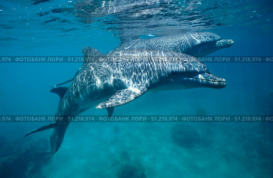 Bottlenose dolphin in the Caribbean, off Roatan Island, Honduras. VW Pics/Stocktrek Images/TASS. Стоковое фото, агентство ТАСС / Фотобанк Лори