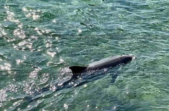 Bottlenose  dolphin (lat.- Tursiops truncatus) swims in the Red Sea. Стоковое фото, фотограф Irina Opachevsky / Фотобанк Лори