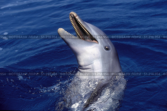 Bottlenose dolphin, Roatan, Bay Islands, Honduras. VW Pics/Stocktrek Images/TASS. Стоковое фото, агентство ТАСС / Фотобанк Лори