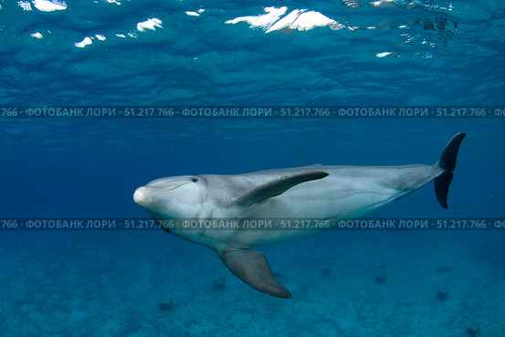 Bottlenose dolphin (Tursiops truncatus), Cozumel, Mexico. VW Pics/Stocktrek Images/TASS. Стоковое фото, агентство ТАСС / Фотобанк Лори