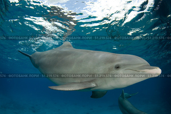 Bottlenose dolphin (Tursiops truncatus), Cozumel, Mexico. VW Pics/Stocktrek Images/TASS. Стоковое фото, агентство ТАСС / Фотобанк Лори