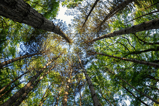 Bottom-up view of the crown of tall trees. Стоковое фото, фотограф Сергей Сергеев / Фотобанк Лори