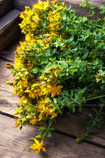 bouquet blooming medicinal herb. tutsan medicinal useful wild plant on a wooden background. Стоковое фото, агентство Ingram Publishing / Фотобанк Лори
