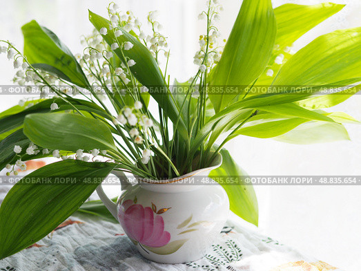 bouquet of lilies of the valley in porcelain milk jug. Стоковое фото, фотограф Елизавета Малкова / Фотобанк Лори