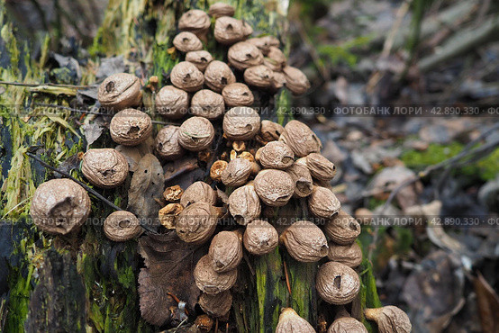 Bovista is a genus of fungi commonly known as the true puffballs, order Lycoperdales, The species of Bovista are now placed in the family Agaricaceae of the order Agaricales. Homeopathic preparations. Стоковое фото, фотограф Юлия Петровская / Фотобанк Лори