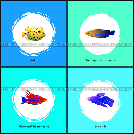 Boxfish and betta fish posters set. Filamented flasher and blue striped tamarin wrasse. Exotic species with own color and pattern vector illustration. Boxfish and Betta Fish Posters Vector Illustration. Стоковая иллюстрация, агентство Ingram Publishing / Фотобанк Лори