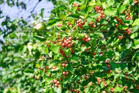 Боярышник обыкновенный (Crataegus laevigata) Стоковое фото, фотограф Алёшина Оксана / Фотобанк Лори