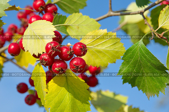 Боярышник обыкновенный  (лат. Crataegus laevigata) на фоне голубого неба. Стоковое фото, фотограф Елена Коромыслова / Фотобанк Лори
