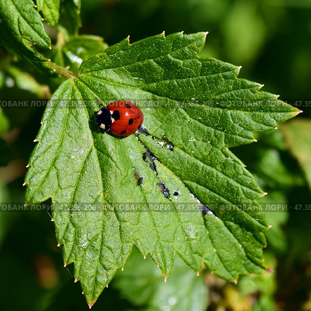 Божья коровка (лат. Coccinellidae) борется с тлей на листе смородины. Стоковое фото, фотограф Photolart / Фотобанк Лори