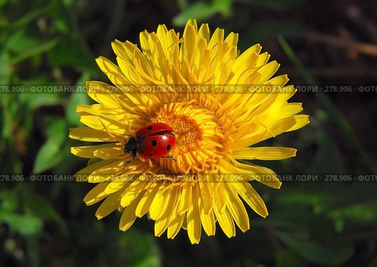 Божья коровка на одуванчике (Taraxacum) Стоковое фото, фотограф Алёшина Оксана / Фотобанк Лори