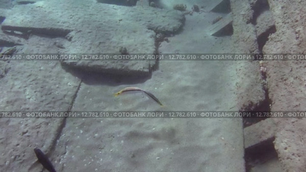 Брачный игры Барабуль над затонувшим судном, Красное море, Марса-эль-Алам, бухта Абу-Дабаб, Египет. Стоковое видео, видеограф Некрасов Андрей / Фотобанк Лори