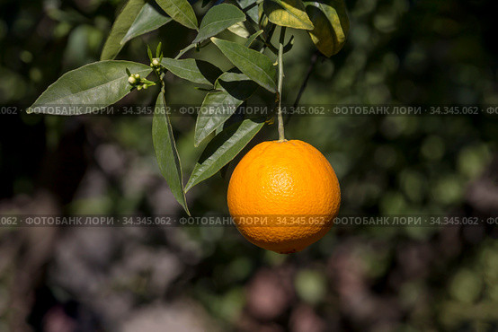 Branch with ripening orange close-up. Стоковое фото, фотограф Татьяна Ляпи / Фотобанк Лори