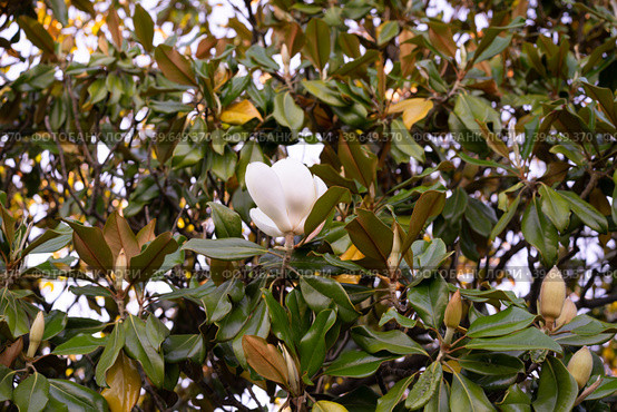 Branches of the magnolia grandiflora tree with flowers. Стоковое фото, фотограф Виктория Кольцова / Фотобанк Лори