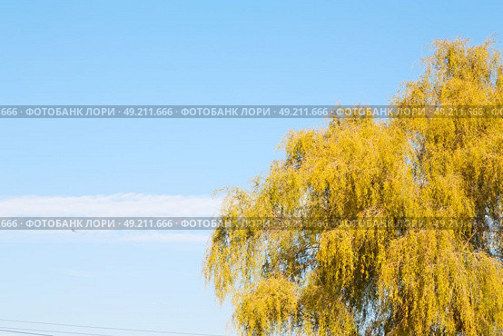 branches of willow weeping in the sky background. Стоковое фото, агентство Ingram Publishing / Фотобанк Лори