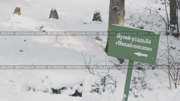 Бревна сосны вдоль лесной дороги. Редакционное видео, видеограф Nanaccept / Фотобанк Лори