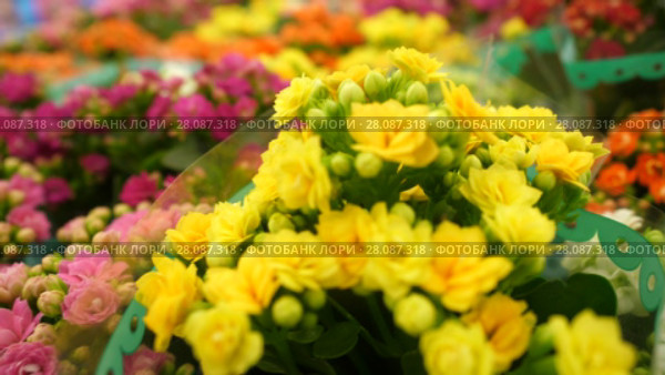 Bright flowers in pots. Стоковое видео, видеограф Артем Тюгашов / Фотобанк Лори