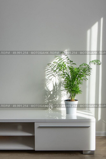 bright living room with houseplants Areca in a white flowerpot on a white table against a white wall background with window shadows. bright living room with houseplants Areca in a white pot on a table. Стоковое фото, агентство Ingram Publishing / Фотобанк Лори