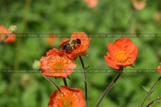Bright orange anemone and bee. Beautiful photography. Стоковое фото, фотограф Photolart / Фотобанк Лори