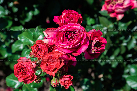Bright pink fuchsia Eric Tabarly climbing roses blooming in clusters under summer sun, lush and vivid, showcasing French horticultural elegance. Стоковое фото, фотограф Татьяна Терехина / Фотобанк Лори