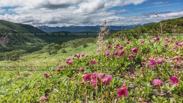 Bright pink Kamchatka rhododendrons are blooming on the hillside. Green grass and bushes on an alpine meadow. A mountain range in the distance. Clouds in the blue sky. Стоковое фото, фотограф Вера Ивановна Кубарева / Фотобанк Лори