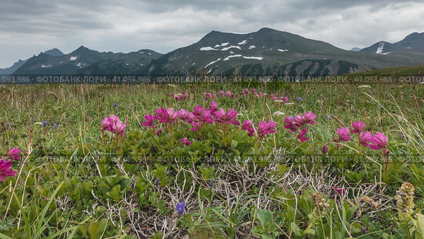 Bright pink Kamchatka rhododendrons grow in a meadow among green grass. A picturesque mountain range with patches of snow on the slopes against a cloudy sky. Kamchatka. Стоковое фото, фотограф Вера Ивановна Кубарева / Фотобанк Лори