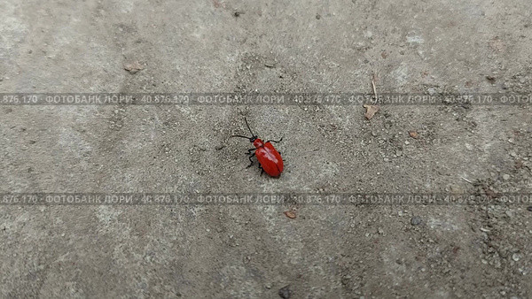 Bright red beetle Lilioceris lilii crawls on the asphalt and flies away. lily rattle, a beautiful insect. Стоковое фото, фотограф Ирина Самойлова / Фотобанк Лори