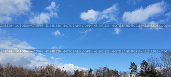 Bright sky above the trees. Стоковое фото, фотограф Andrew_Swarga / Фотобанк Лори