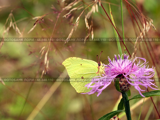 Brimstone butterfly. Стоковое фото, фотограф Абрамов Михаил / Фотобанк Лори