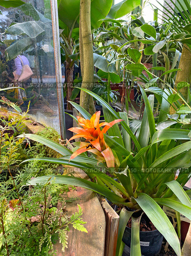 Бромелия (Bromelia) в Субтропической оранжерее Ботанического сада МГУ имени М.В. Ломоносова «Аптекарский огород», Москва (2021 год). Редакционное фото, фотограф Мария Кылосова / Фотобанк Лори