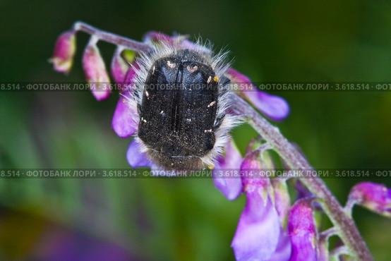 Бронзовка вонючая (Oxythyrea funesta) кормится на соцветии. Стоковое фото, фотограф Иван Сазыкин / Фотобанк Лори