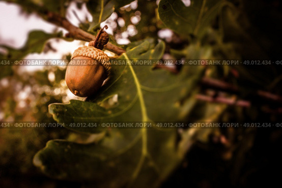 Brown acorn ripe hanging from a tree. Стоковое фото, агентство Ingram Publishing / Фотобанк Лори