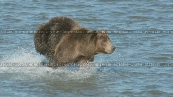 Brown bear hunts for salmon. Стоковое видео, видеограф Михаил Коханчиков / Фотобанк Лори