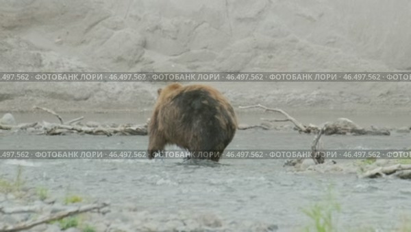 Brown bear hunts for salmon. Стоковое видео, видеограф Михаил Коханчиков / Фотобанк Лори