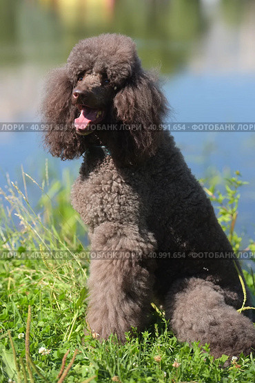 Brown royal poodle at the lake. Стоковое фото, фотограф Анна Кривицкая / Фотобанк Лори