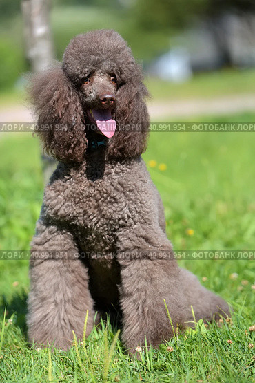 Brown royal poodle in the summer. Стоковое фото, фотограф Анна Кривицкая / Фотобанк Лори
