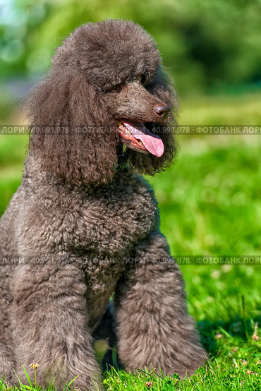 Brown royal poodle in the summer. Стоковое фото, фотограф Анна Кривицкая / Фотобанк Лори