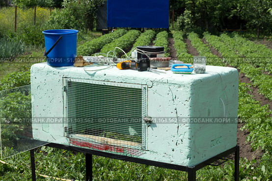 Брудер для содержания маленьких цыплят. Brooder for keeping small chickens. Стоковое фото, фотограф Роман Лукьянов / Фотобанк Лори