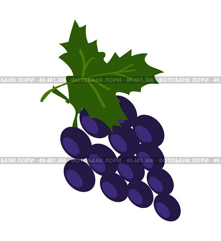 Brunch of lilac grape, color vector illustration, fresh fruit isolated on white, green leaf, round berries, tasty juicy bunch, sweet wine ingredient.. Brunch of Lilac Grape, Color Vector Illustration. Стоковая иллюстрация, агентство Ingram Publishing / Фотобанк Лори