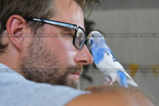 Budgerigar playing with handsome man. Budgie. Funny blue purple parakeet sitting on owner head. Cute violet tamed bird having fun with people. Friendship, relationship with Pets. Cute domestic animals. Стоковое фото, фотограф Марина Демидюк / Фотобанк Лори